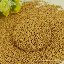 2017 new crop glutinous yellow broomcorn millet for bird food